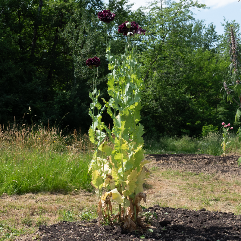 Pavots - Perky Peony Mix