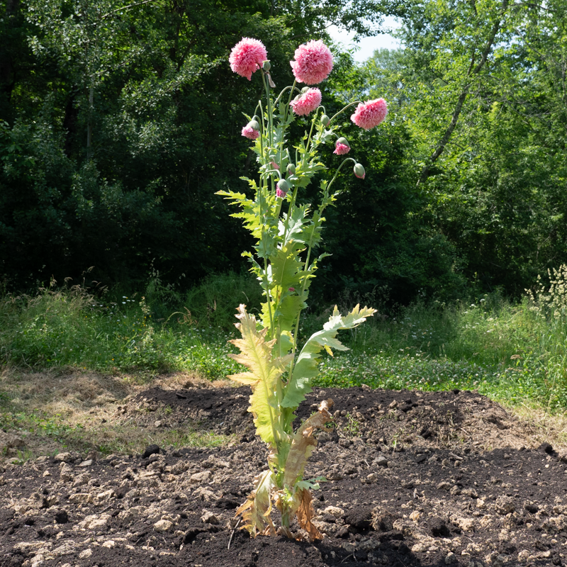 Pavots - Perky Peony Mix