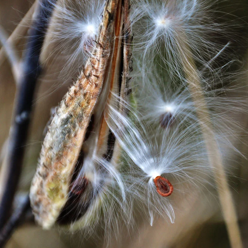 Asclepias - Asclepias physocarpa