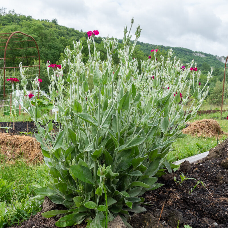 Silene - Coquelourde des Jardins