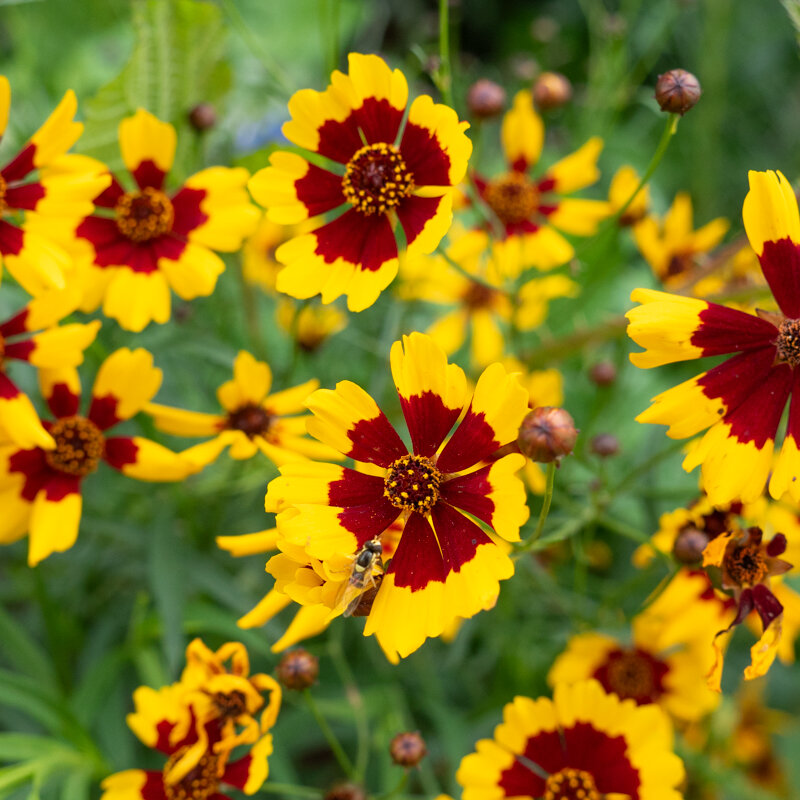 Coreopsis - Tiger Mix