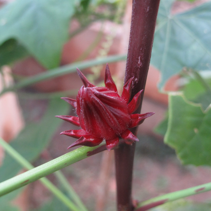 Hibiscus - Oseille de Guinée