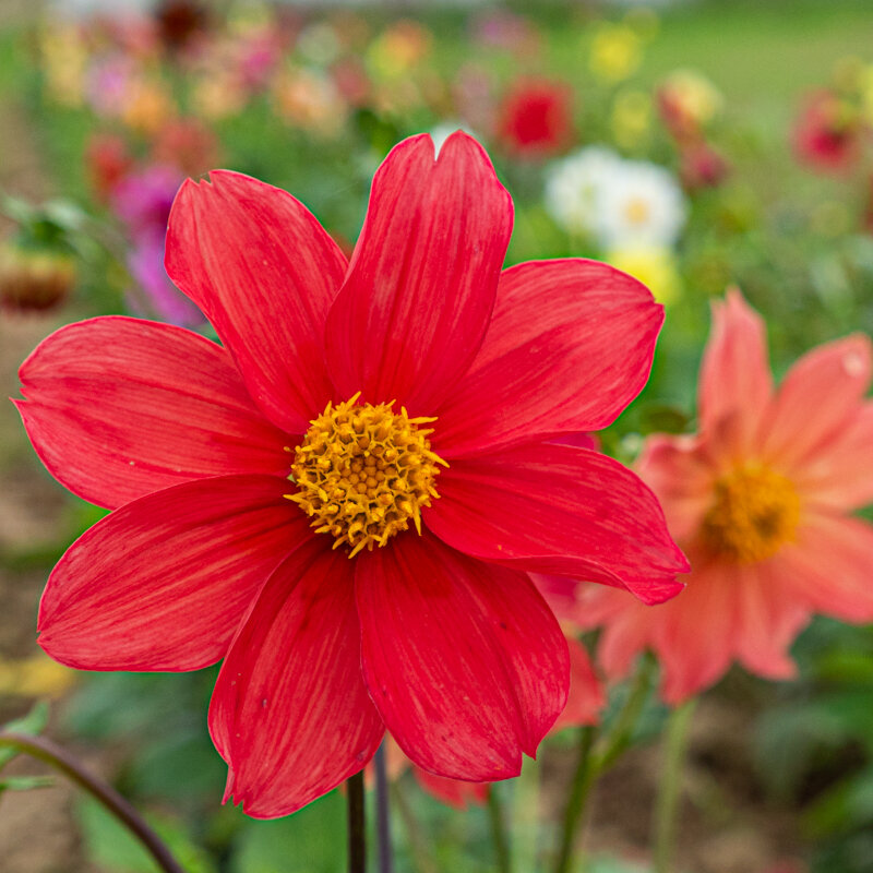 Dahlias - Unwin’s Mix