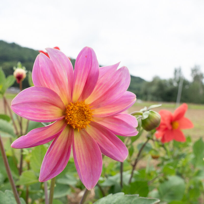 Dahlias - Unwin’s Mix