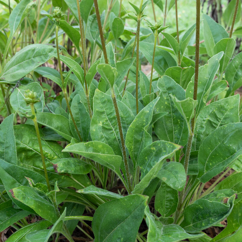 Arnica - Arnica des Montagnes