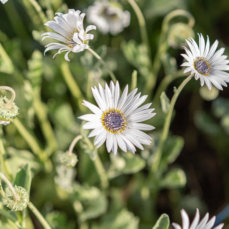 Marguerite africaine - Arctotis Blanc