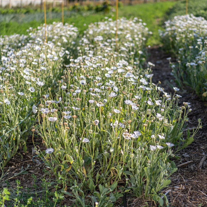 Marguerite africaine - Arctotis Blanc