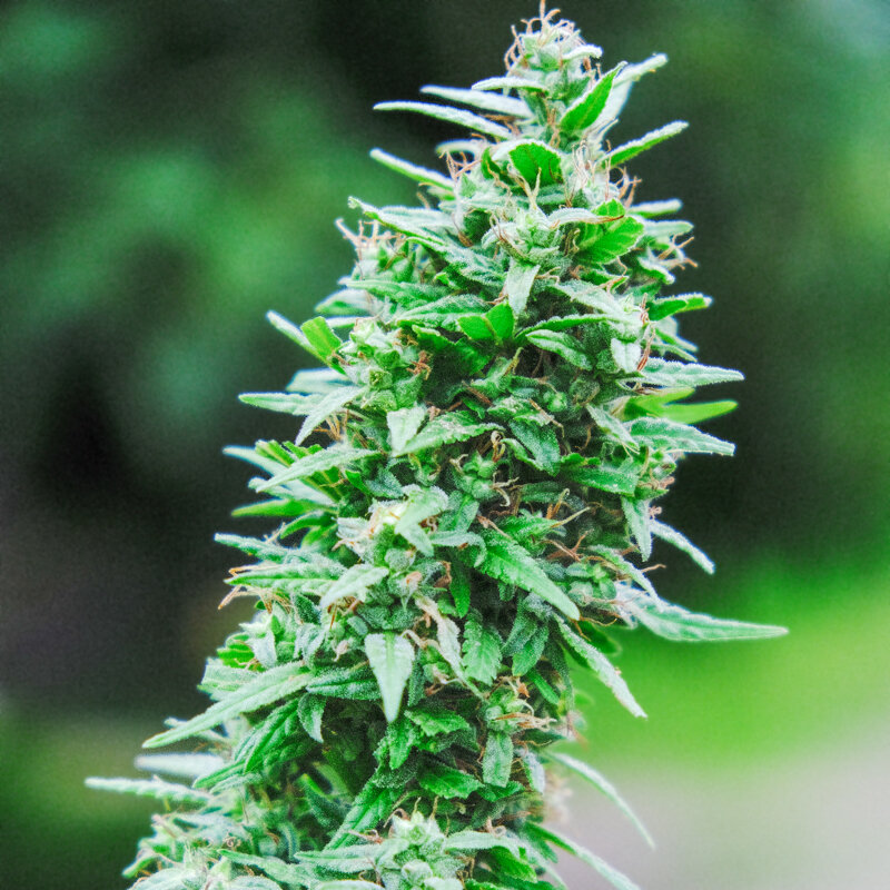 Cannabis - Tiborszallasi