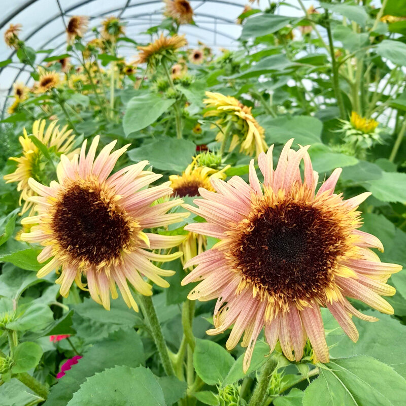 Tournesols à fleurs - Astra Rose