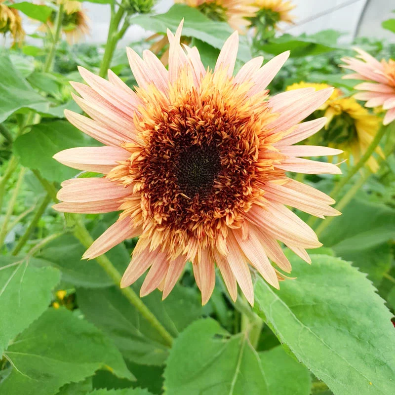 Tournesols à fleurs - Astra Rose