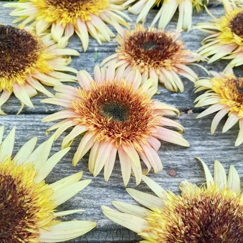 Tournesols à fleurs - Astra Rose