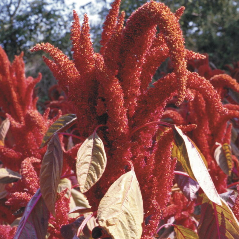 Amarantes à feuilles - Hopi Red Dye