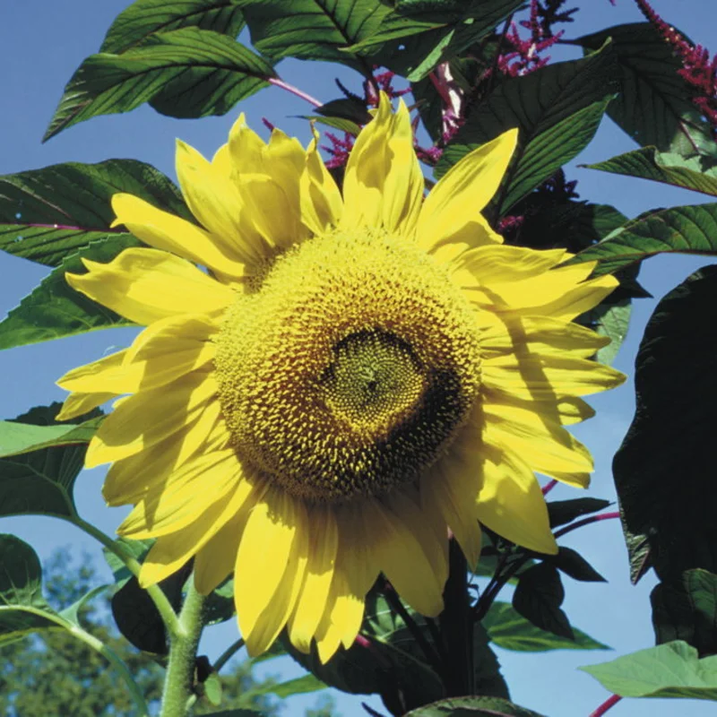 Tournesols à grains - Tarahumara