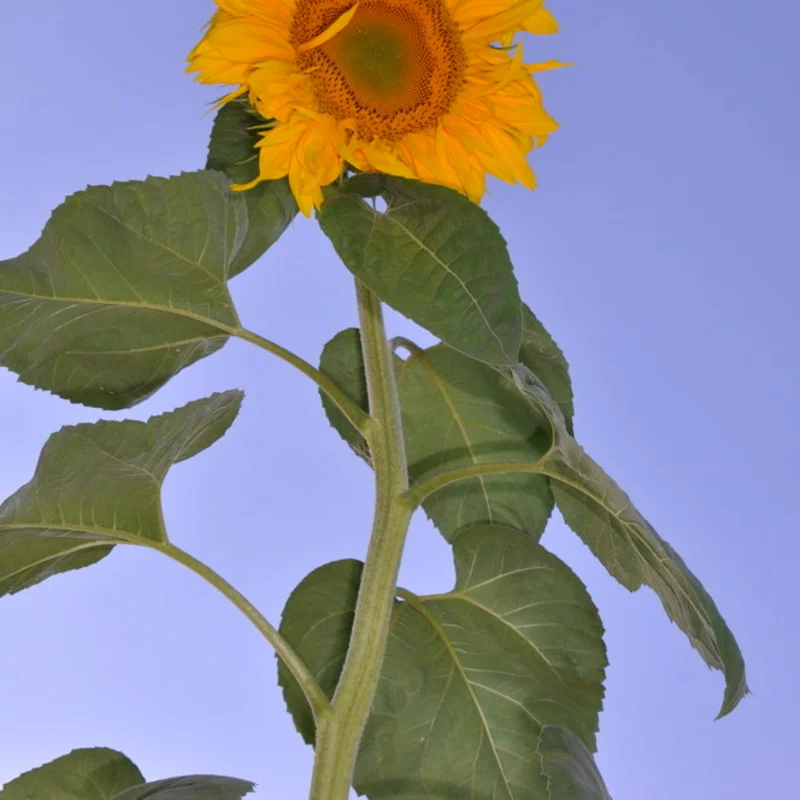 Tournesols à grains - Mongolian Giant