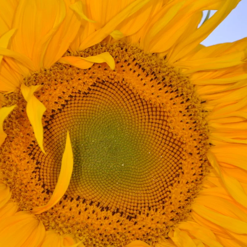 Tournesols à grains - Mongolian Giant