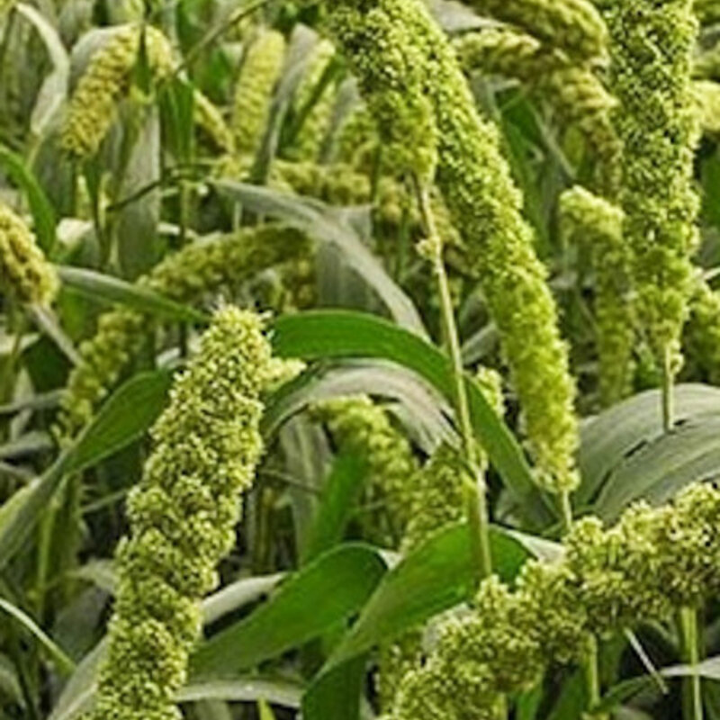 Millets Lime Spray Association Kokopelli