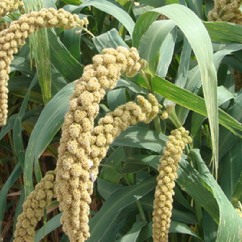Millets White Wonder Association Kokopelli