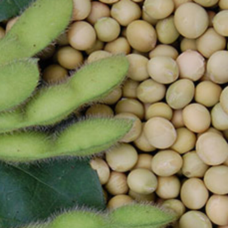 Sojas Edamame Shirofumi Association Kokopelli