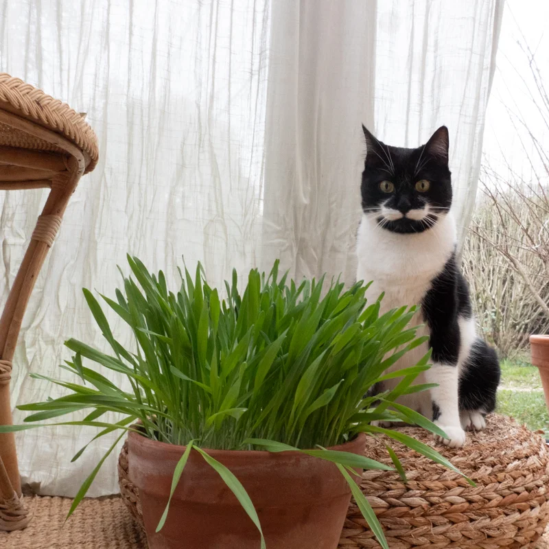 Orges - Herbe à Chat