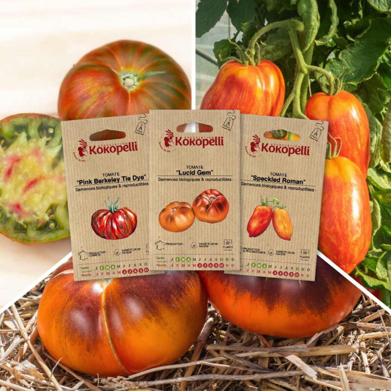 Assortiments Fertiles - Tomates zébrées - 3 sachets de graines bio à semer