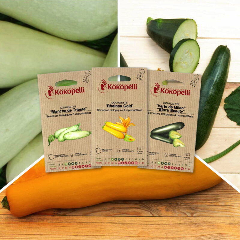 Assortiments Fertiles - Courgettes Colorées - 3 sachets de graines bio à semer