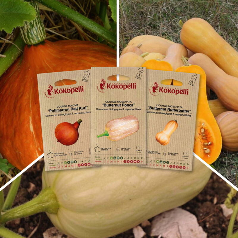 Assortiments Fertiles - Courges à petits fruits - 3 sachets de graines bio à semer