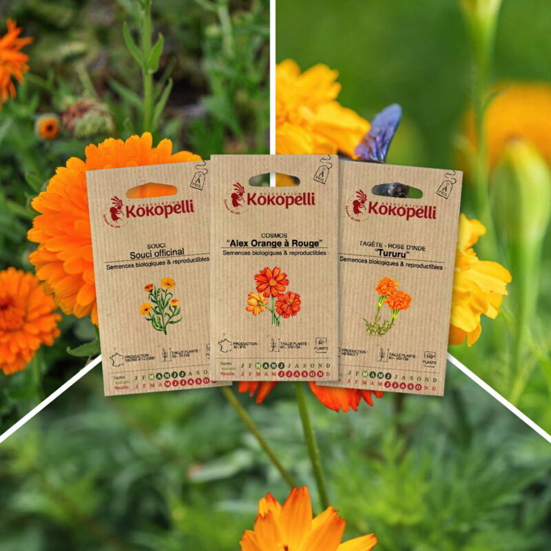 Assortiments Fertiles - Fleurs utiles au potager - 3 sachets de graines bio à semer