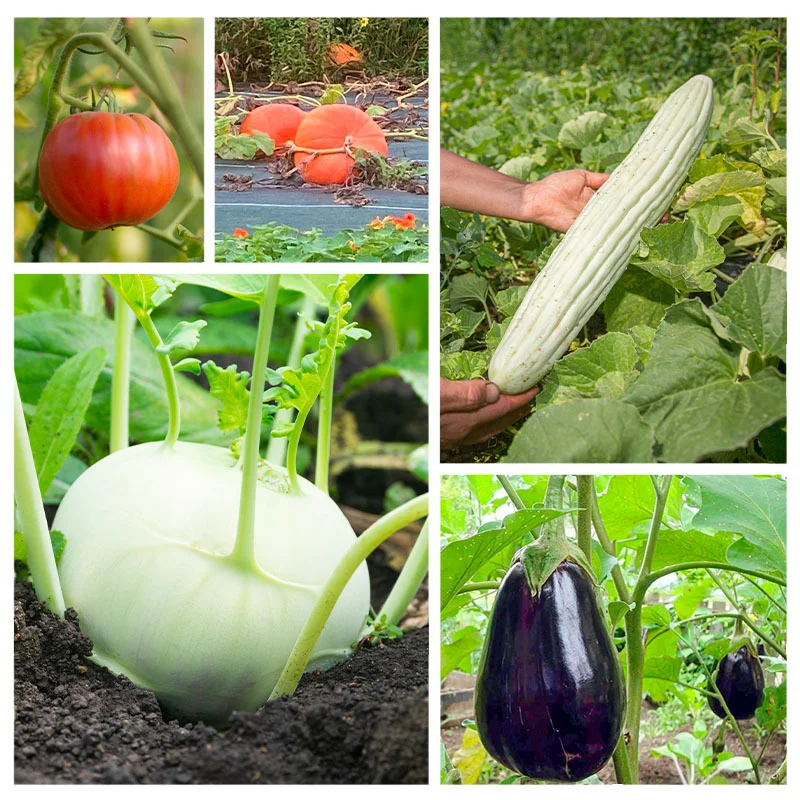 Assortiments Fertiles - Assortiment - Légumes géants