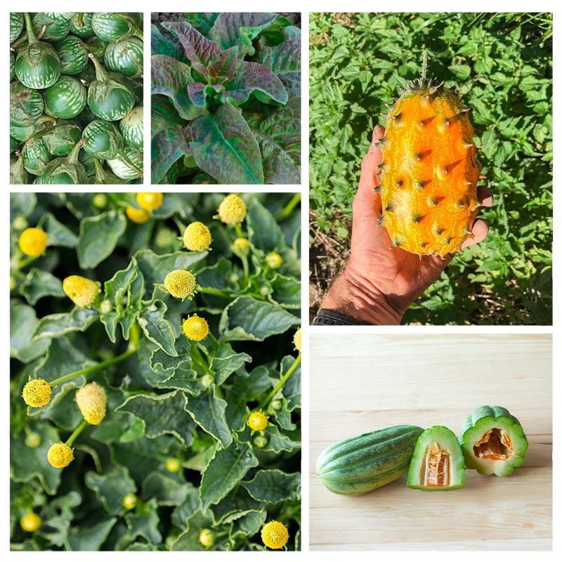 Assortiments Fertiles - Assortiment - Le potager des curiosités