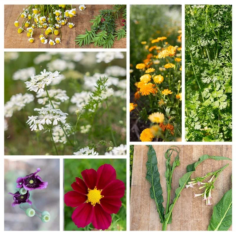 Assortiments Fertiles - Les fleurs de Cagnolle