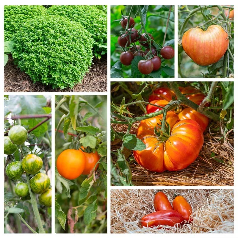 Assortiments Fertiles - Les tomates de Cagnolle