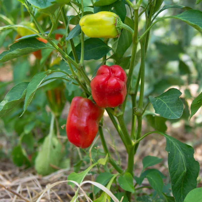 Piments/Poivrons - Little Bells