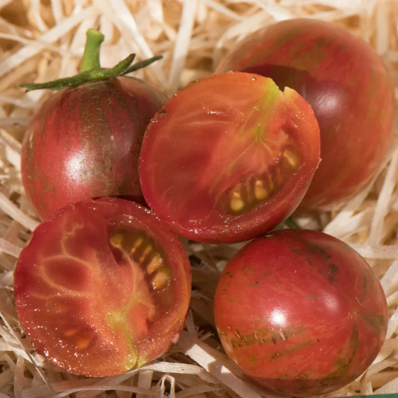 Tomates cerises - Purple Bumblebee