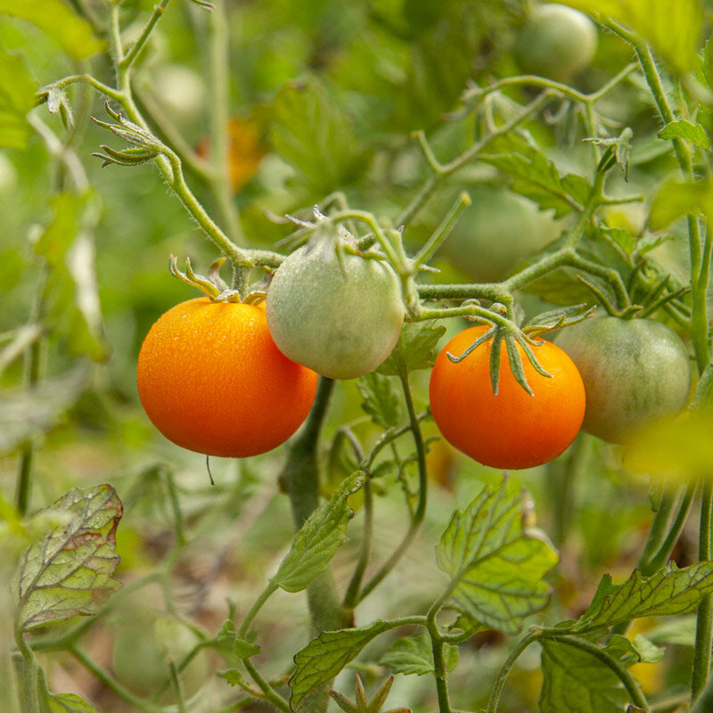 Tomates cerises - Ancient Queen