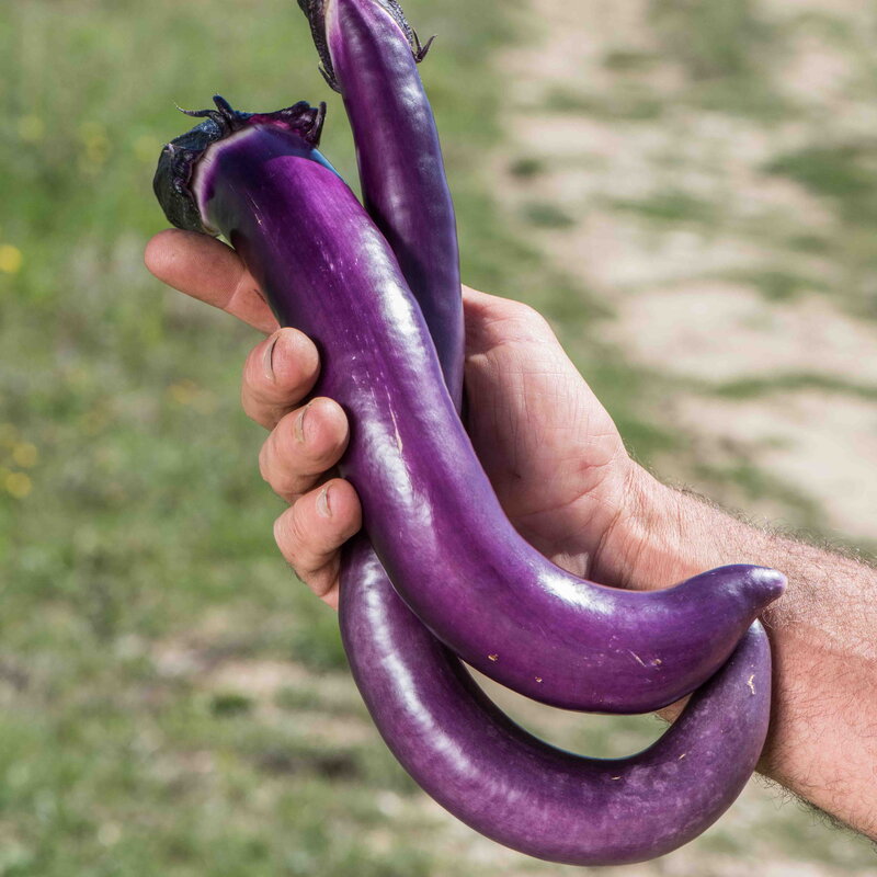 Aubergines - Ma-Zu Purple