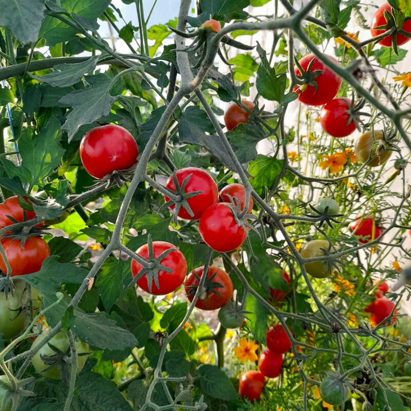 Tomates cerises - Magic Lineup