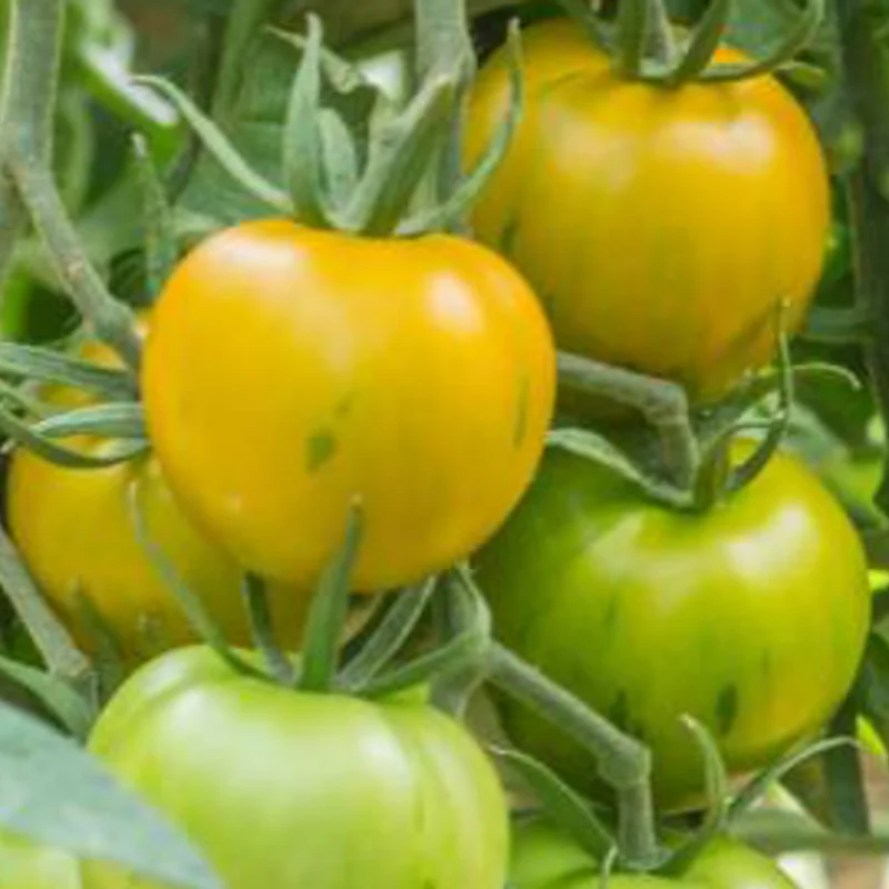 Tomates - Zèbre Robecq