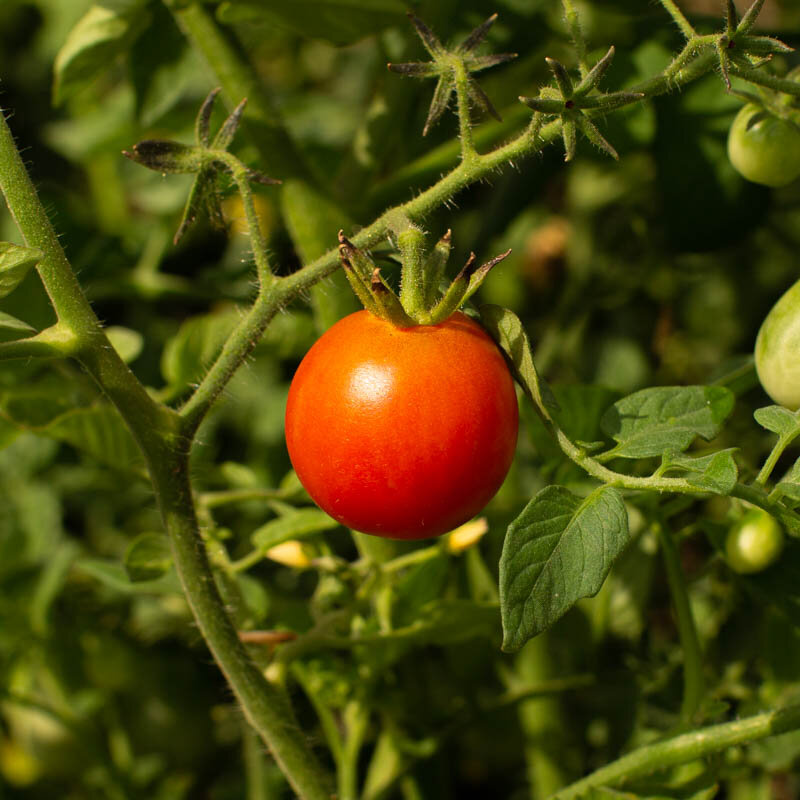 Tomates cerises - Cherry Stone