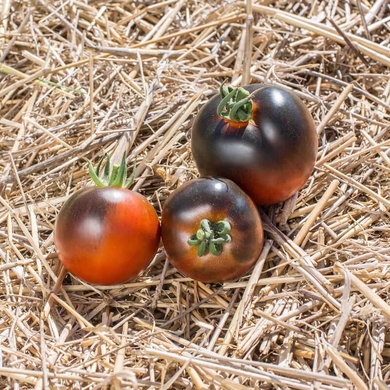 Tomates - Chestnut Chocolate