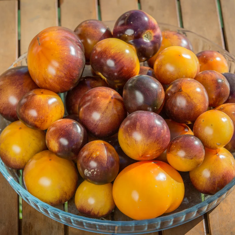 Tomates cerises - Blue Gold