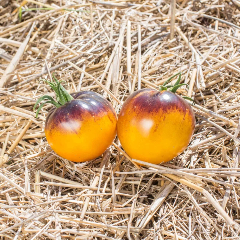 Tomates cerises - Blue Gold