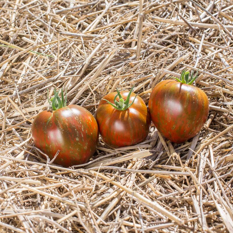 Tomates - Black And Brown Boar
