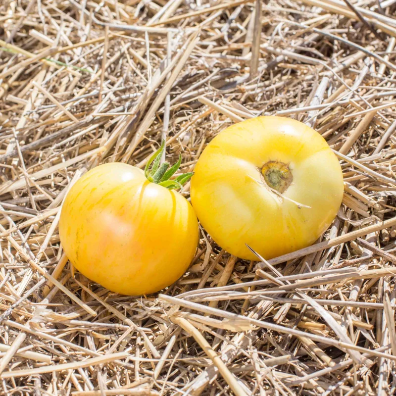 Tomates - Blonde Boar