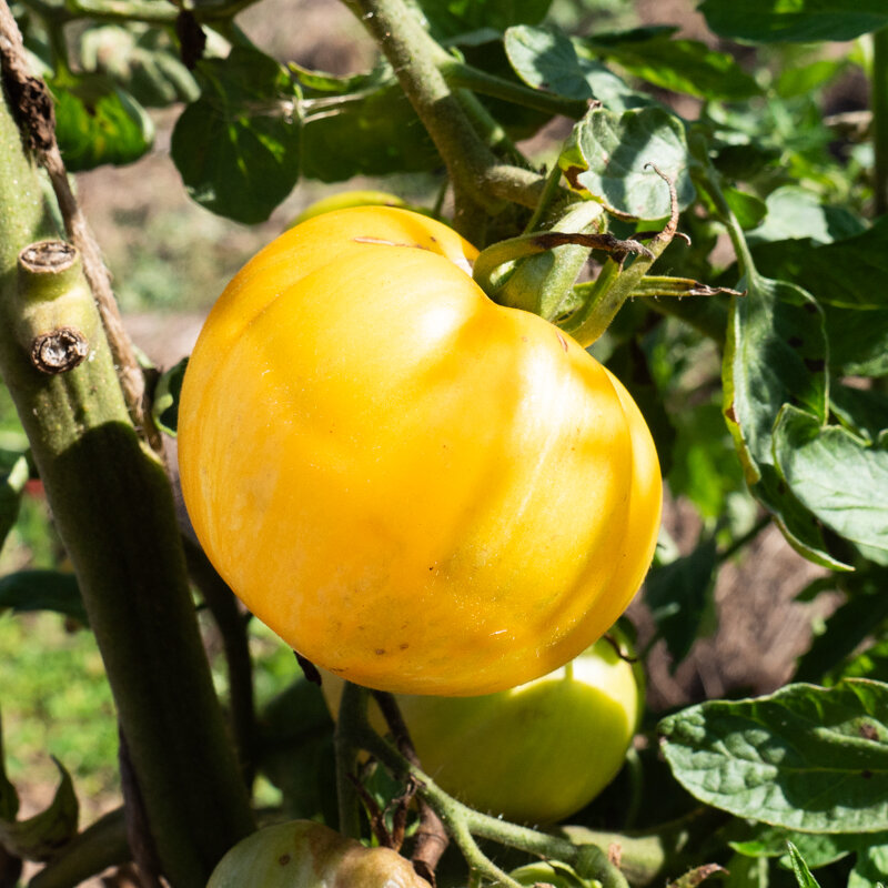 Tomates - Yellow Furry Boar