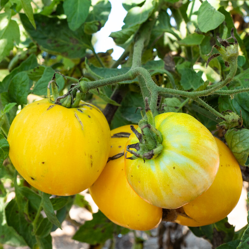 Tomates - Yellow Furry Boar