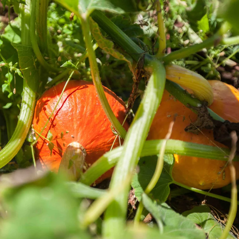 Courges maxima - Potimarron Solor