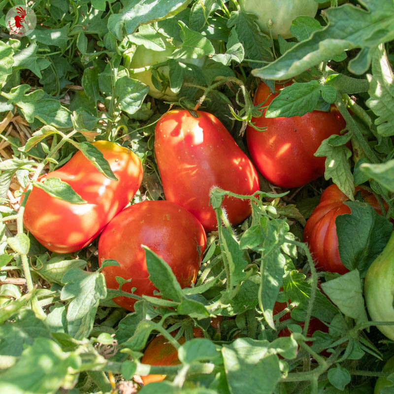 Tomates - Canestrino Di Lucca