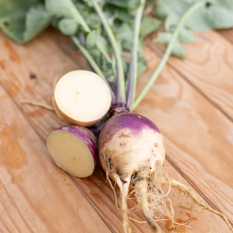 Choux rutabaga - Joan