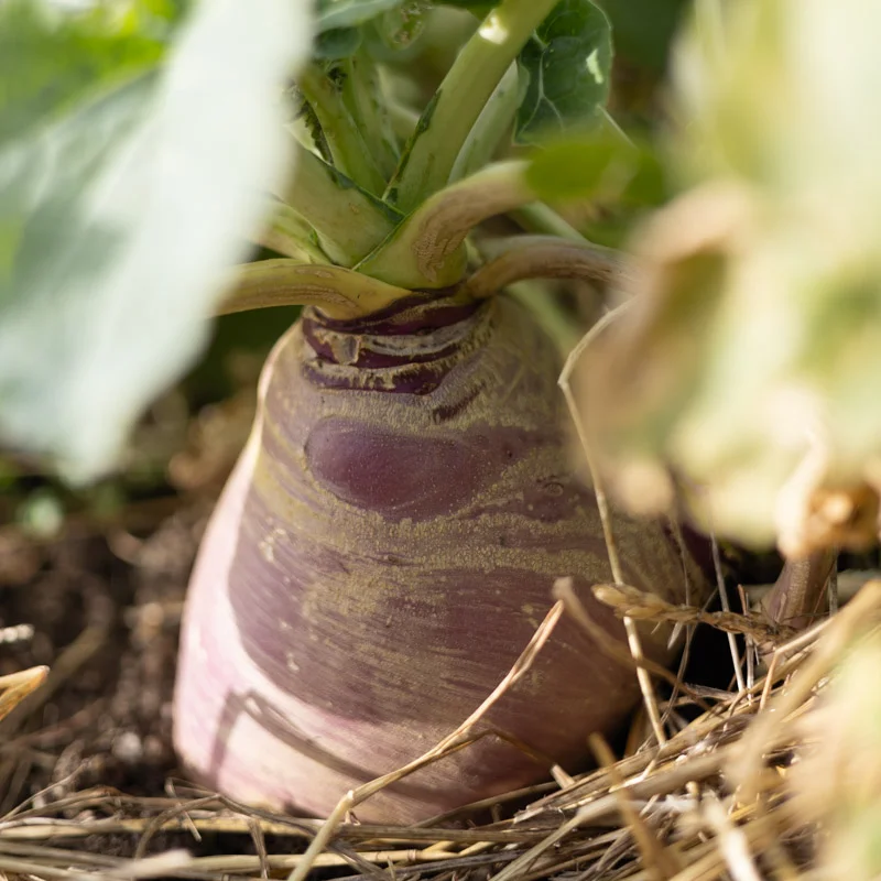 Choux rutabaga - Major Dunne