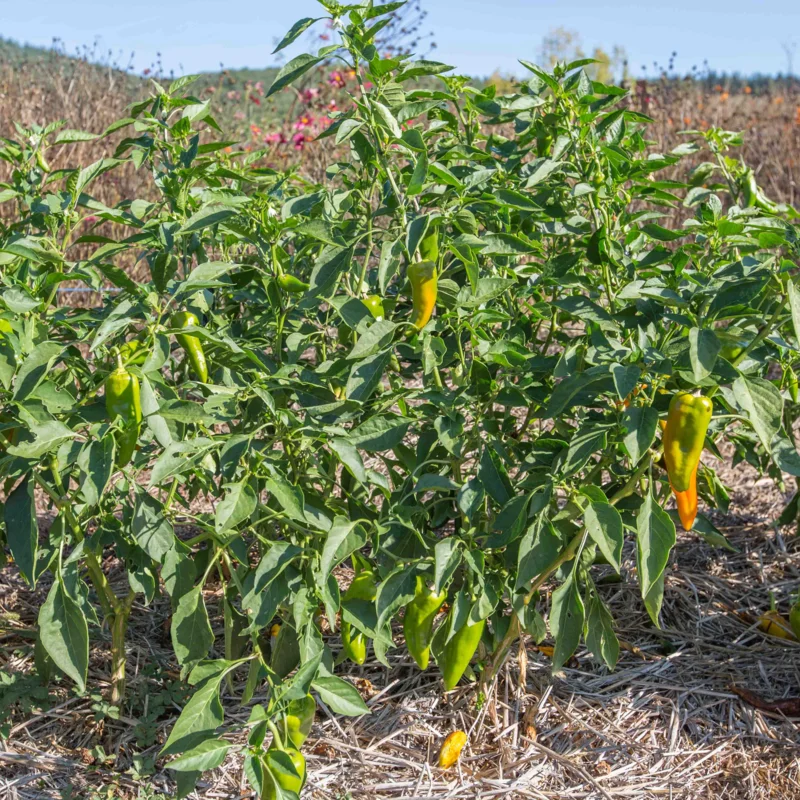 Piments/Poivrons - Stocky Golden Roaster